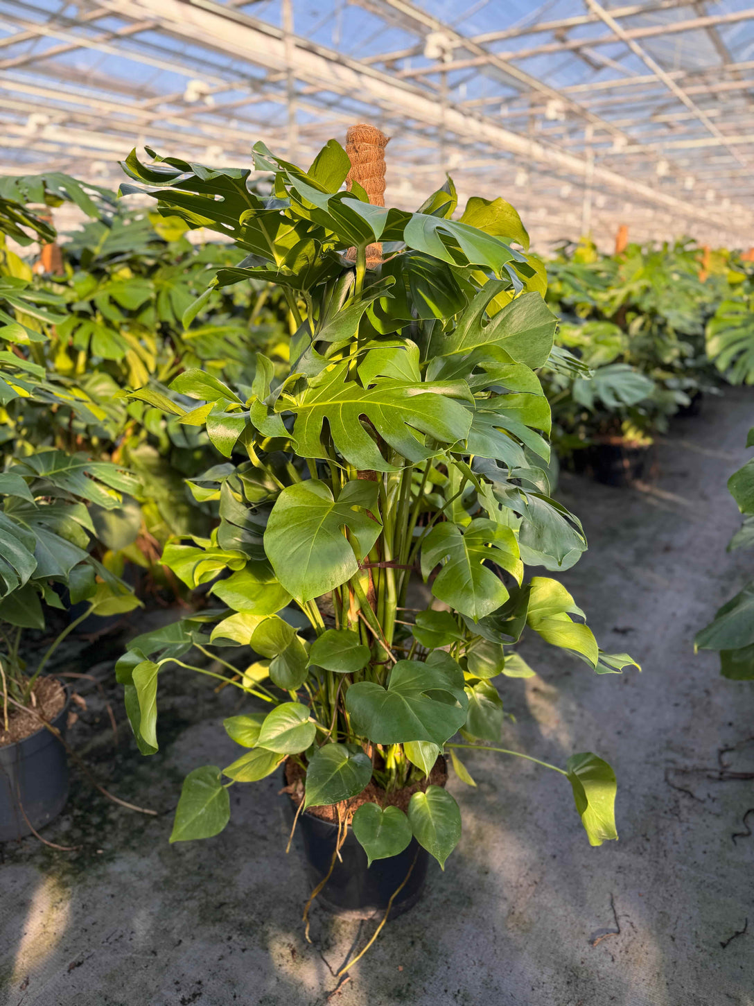 Grote Monstera in de zon bij de kweker