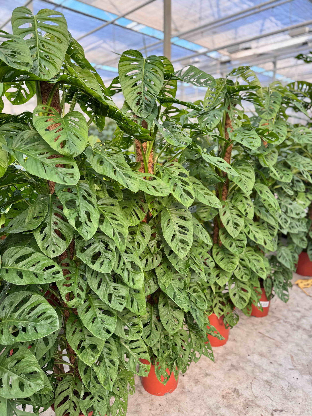 Monstera Monkey Leaf bij de kweker