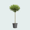 Olea Europaea op stam I 100 cm - ø19 cm