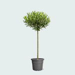 Olea Europaea op stam I 100 cm - ø19 cm
