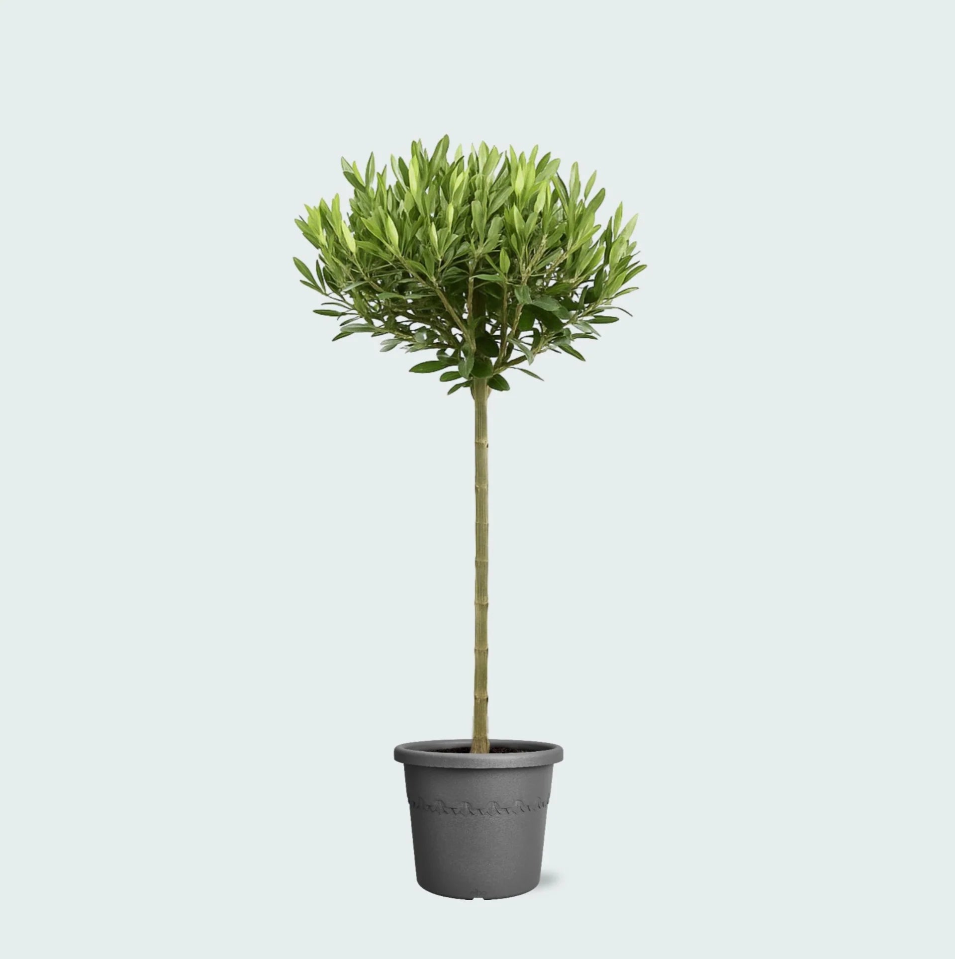 Olea Europaea op stam I 100 cm - ø19 cm