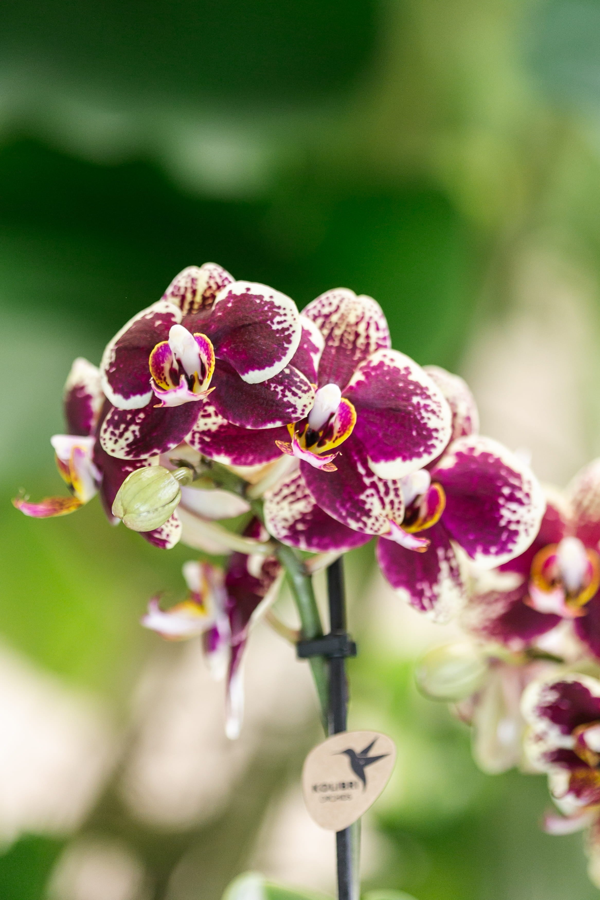 Geel rode Phalaenopsis orchideeën bij de kweker