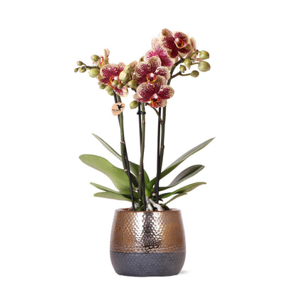 Orchidee kamerplant