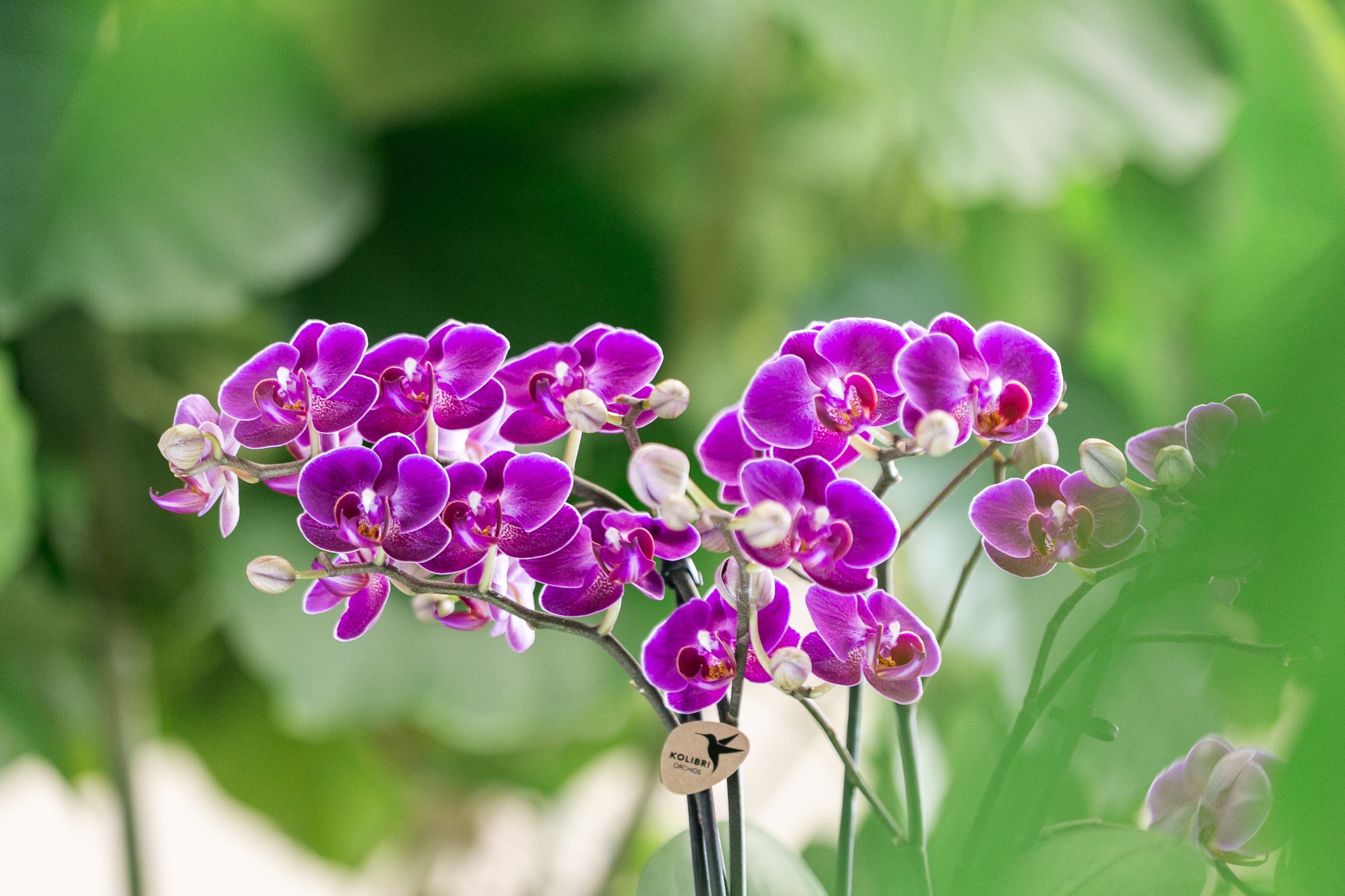Paarse Phalaenopsis orchideeën bij de kweker in de kas met groene bladeren