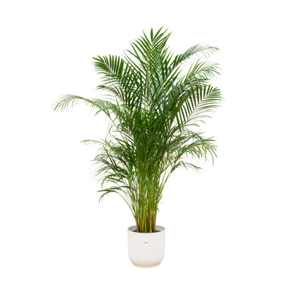 Kamerpalm plant