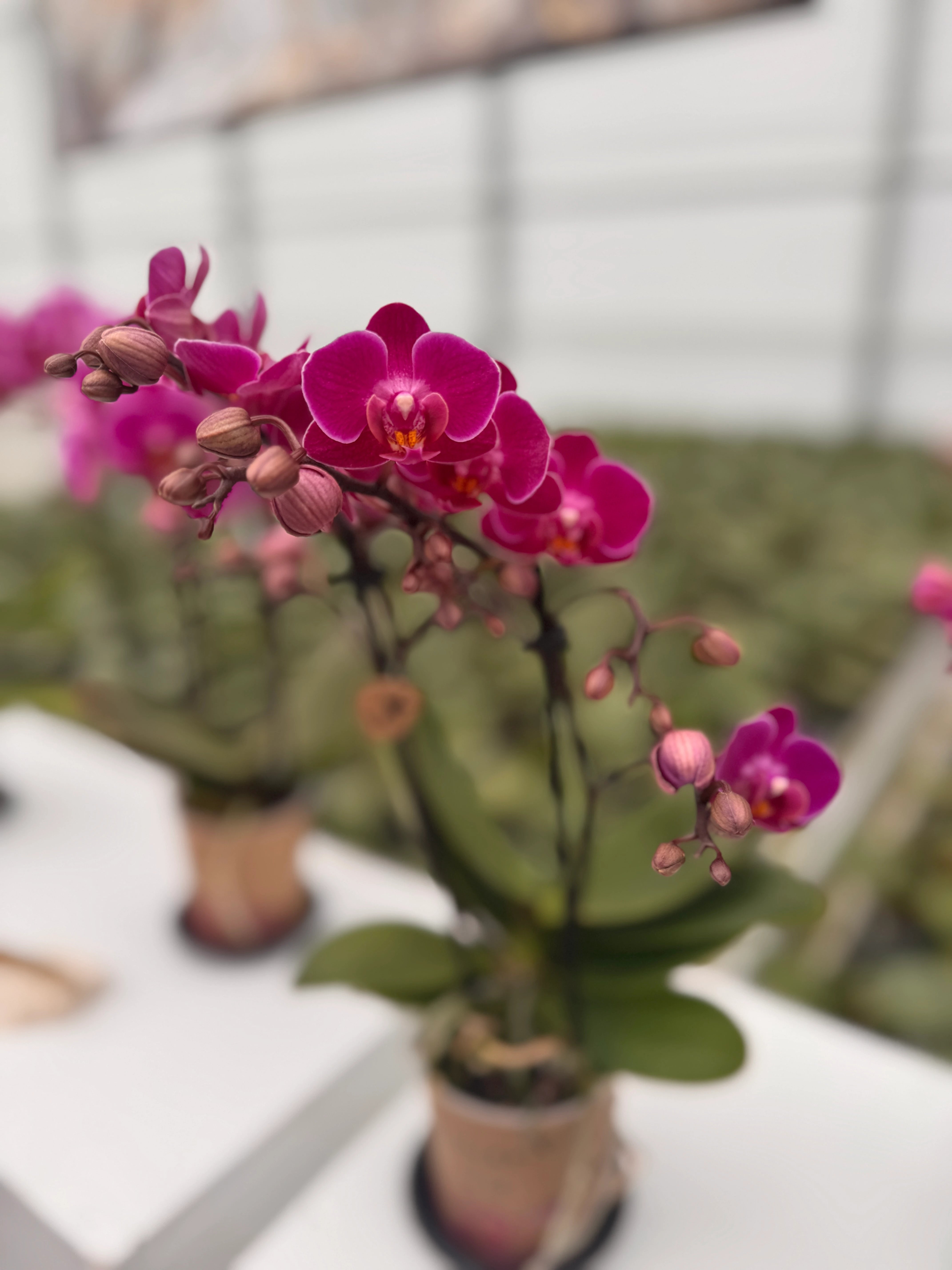 Phalaenopsis-Orchidee bij de kweker