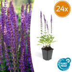 Salvia nemorosa 'Ostfriesland' | Paarse vaste borderplant – Ø9 cm – ↕10-25 cm