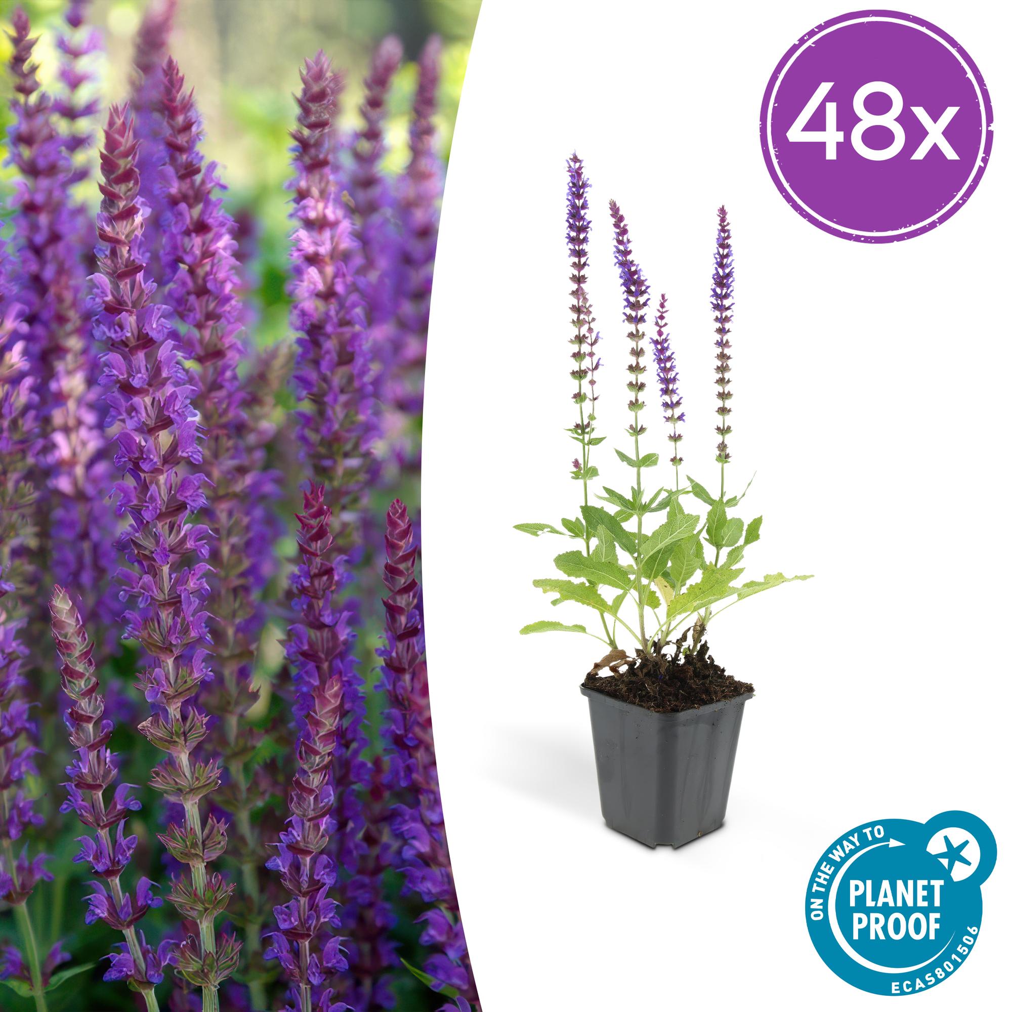Salvia nemorosa 'Ostfriesland' | Paarse vaste borderplant – Ø9 cm – ↕10-25 cm