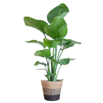 Strelitzia kamerplant