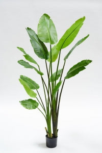 Luxe Strelitzia kunstplant 185 cm hoog – realistisch design met volle bladeren, ideaal voor een stijlvol interieur.