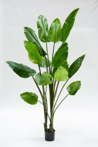 Grote Strelitzia kunstplant van 243 cm – imposante nepplant met tropische uitstraling voor hoge ruimtes en entrees.