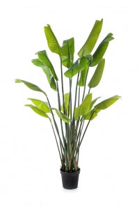 Strelitzia kunstplant 200 cm als opvallende, onderhoudsvrije blikvanger
