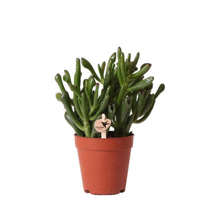 Succulent vetplant