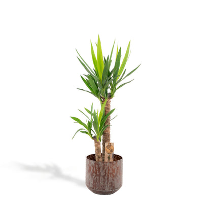 Yucca kamerplant