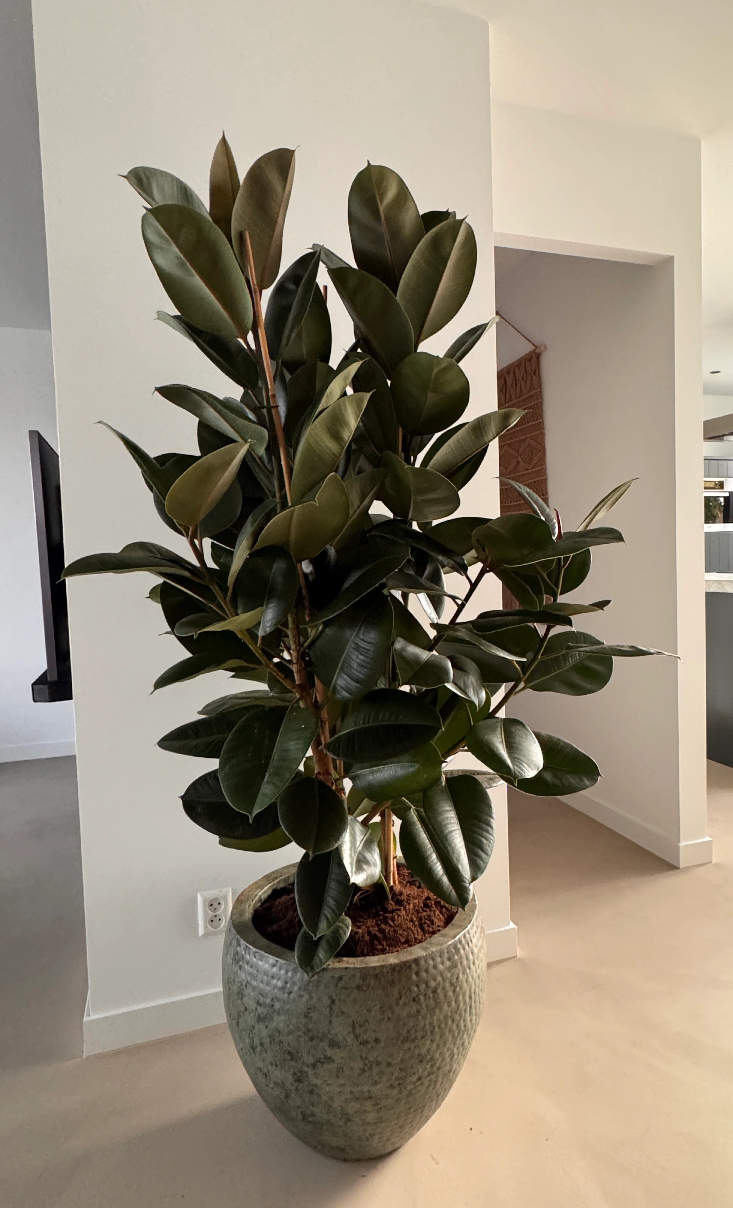 bloempot-binnen-grote-kamerplant-stijlvol