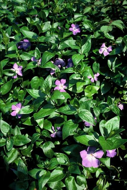 Groene bodembedekkers met paarse bloemen die de bodem sluiten en onkruidgroei beperken in de tuinborder