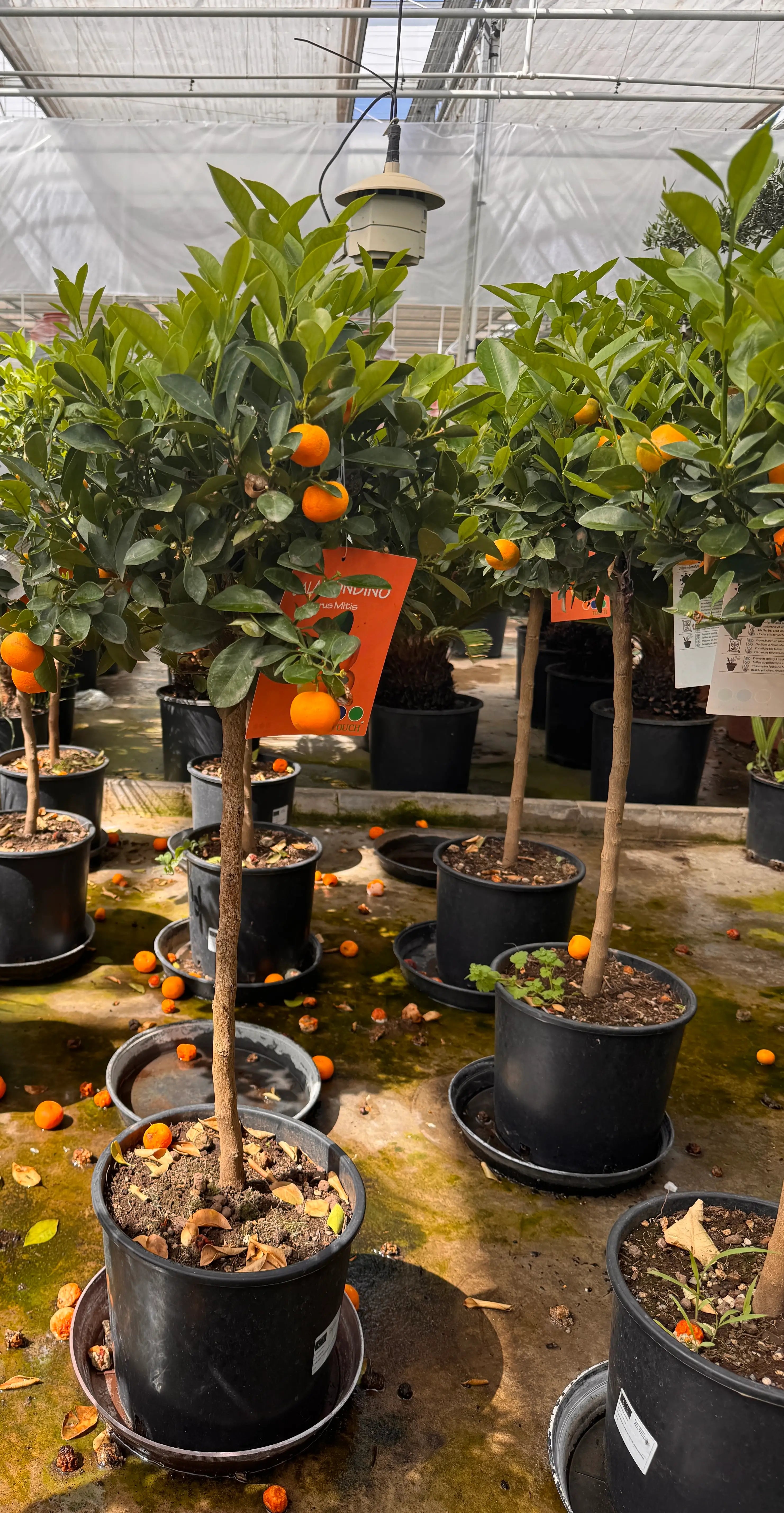 Citrusboom bij de kweker in de kas – geschikt voor zonnige terrassen