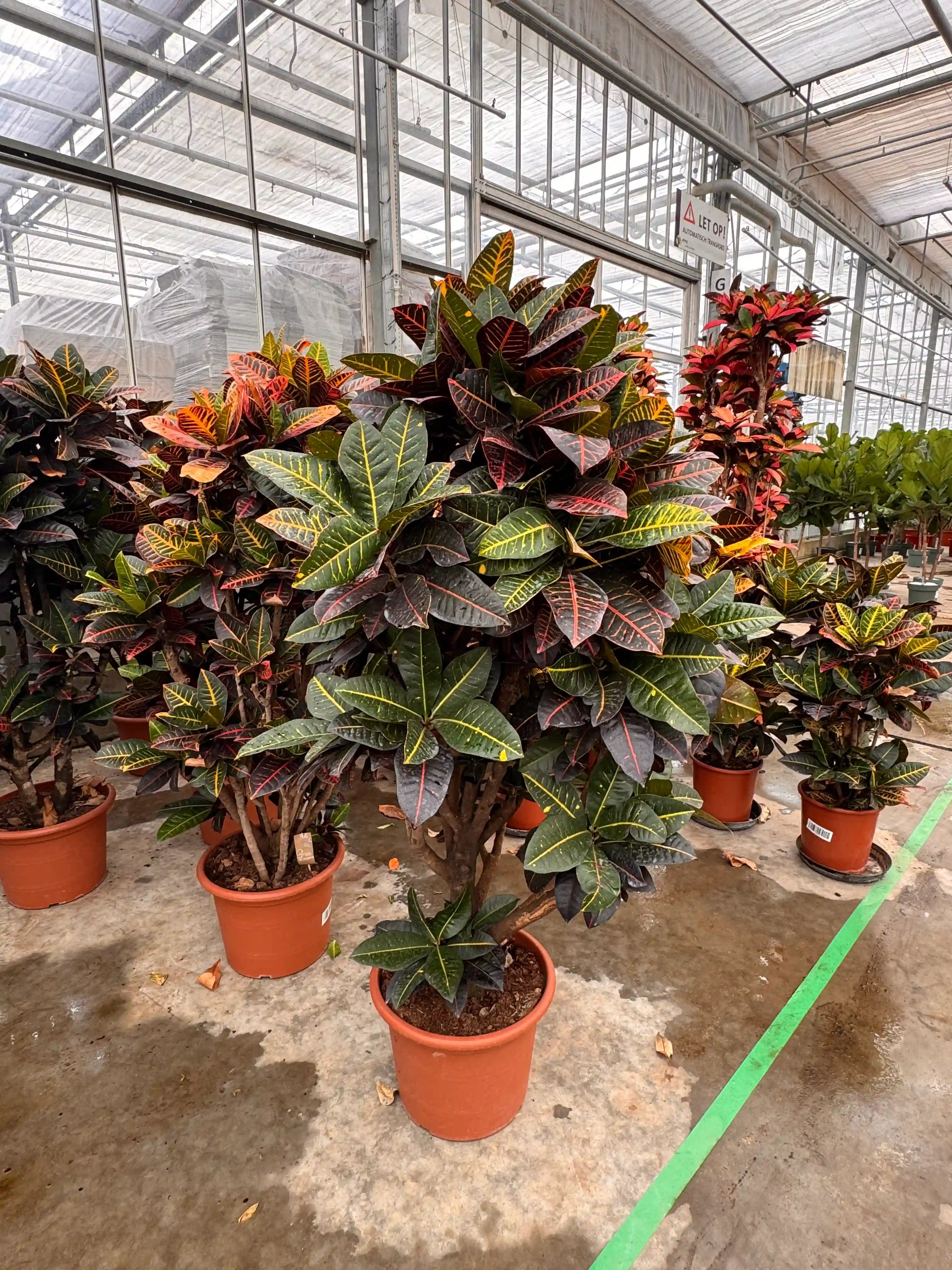 Codiaeum Iceton planten in kweekpotten in een kas bij de kweker