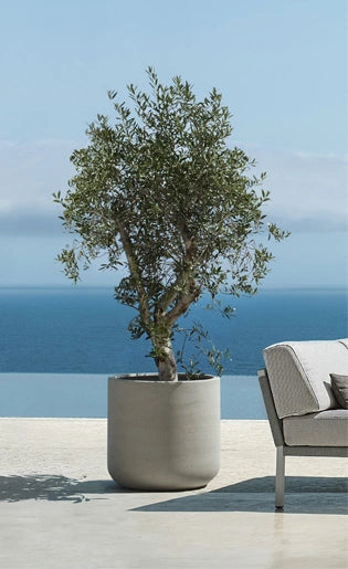 Pottery Pots jumbo charlie bloempot met olijfboom op moderne terras