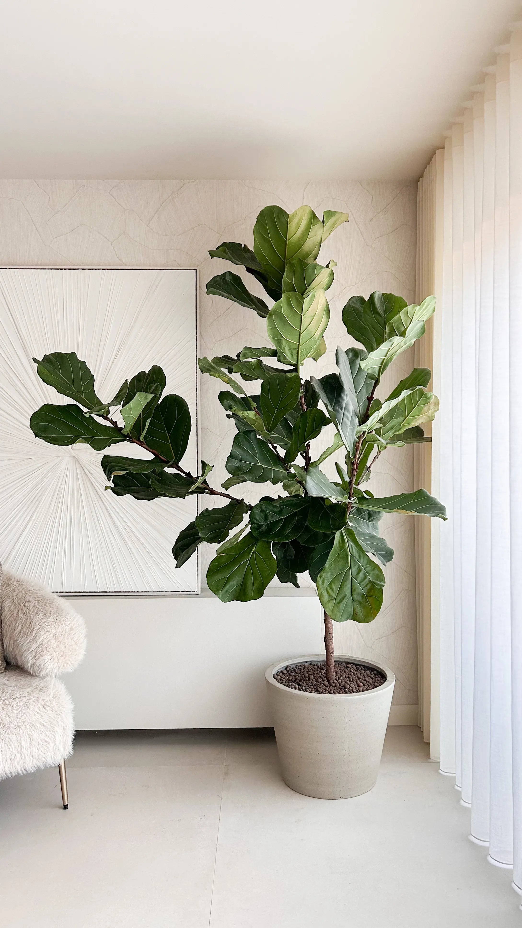 Grote bloempot voor binnen met Ficus kamerplant in modern interieur