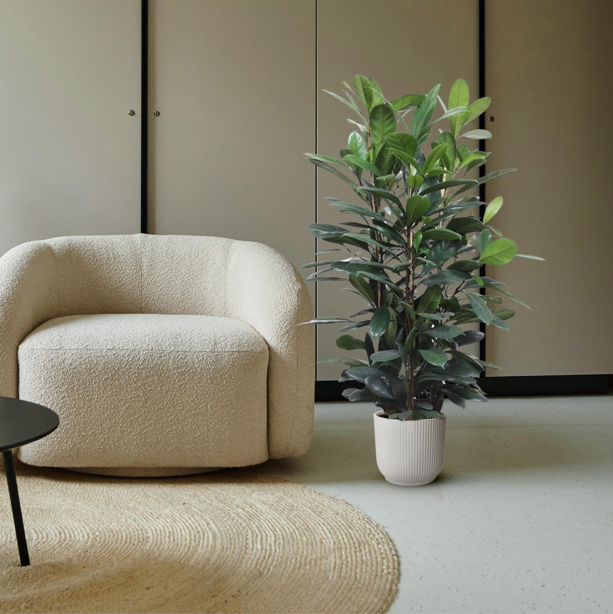 Grote kamerplant in woonkamer zoals Ficus Robusta als groene eyecatcher in interieur