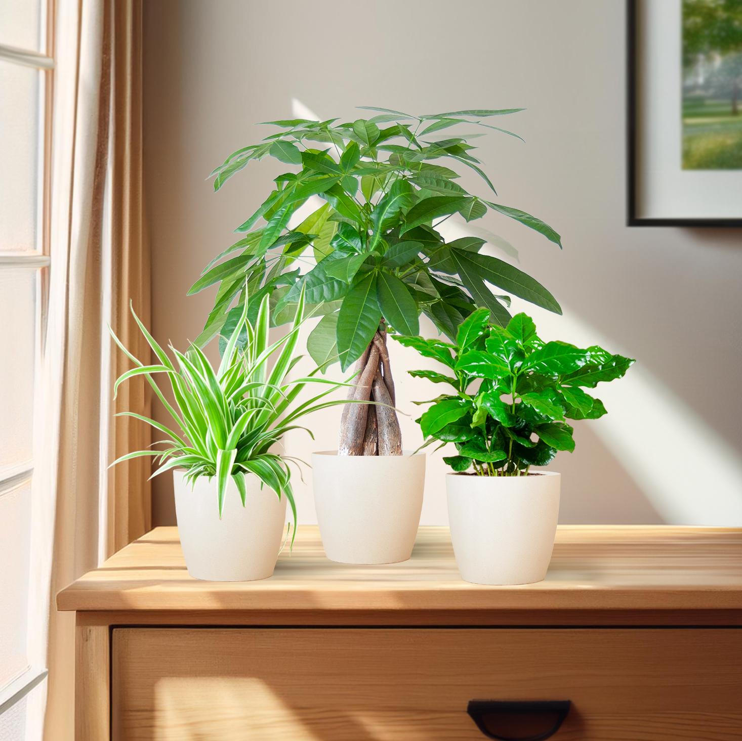 Kamerplanten voor binnen in modern interieur met groene planten in stijlvolle potten