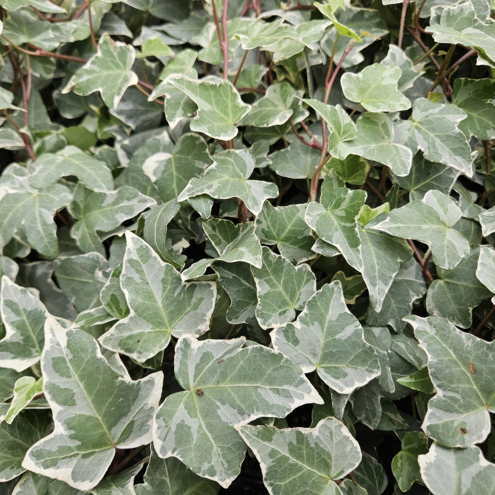 Bonte klimop (Hedera helix) als winterharde klimplant met groen-wit blad voor schutting of gevel