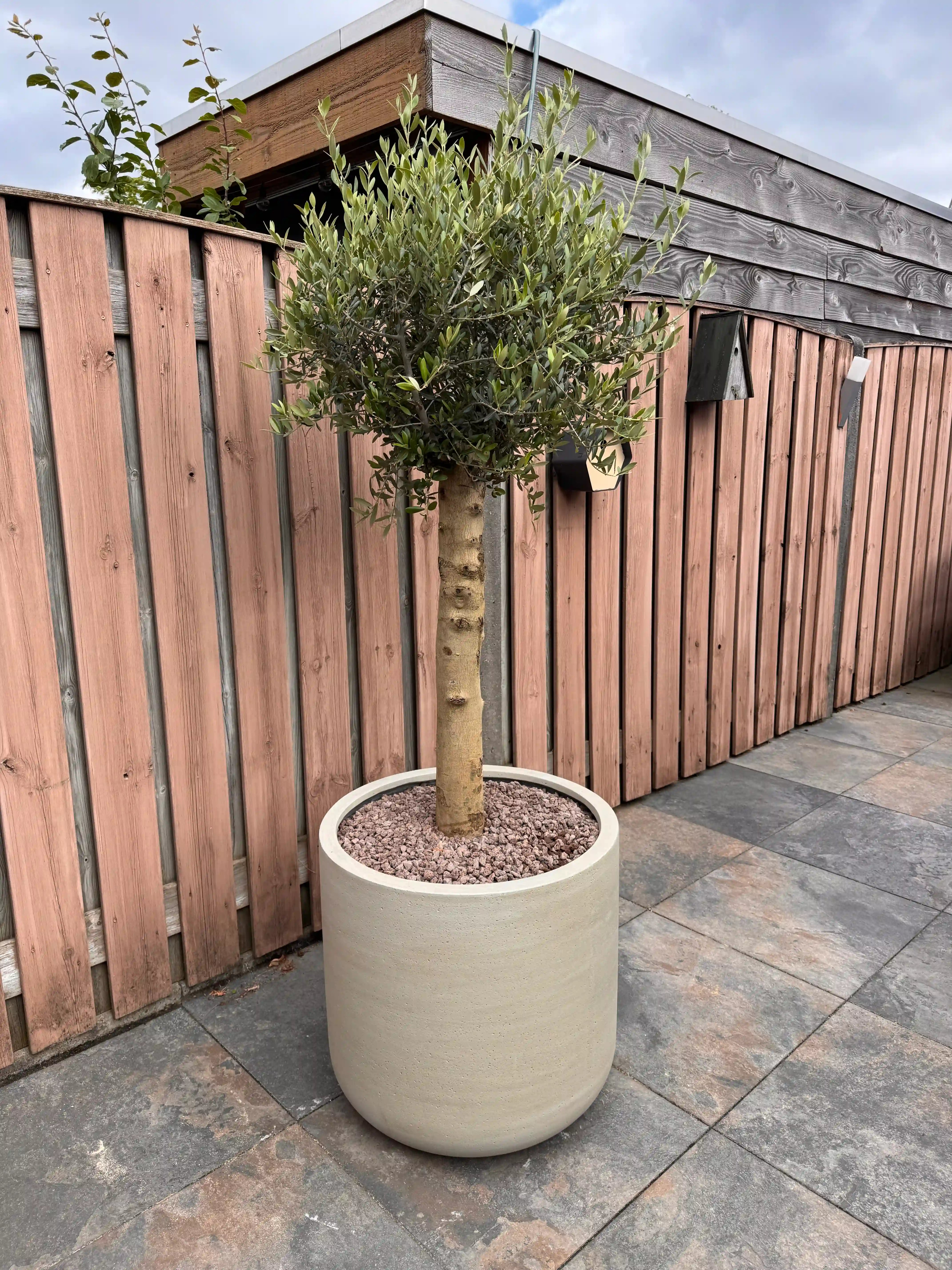 Olijfboom in een ruime buiten bloempot op een zonnig terras