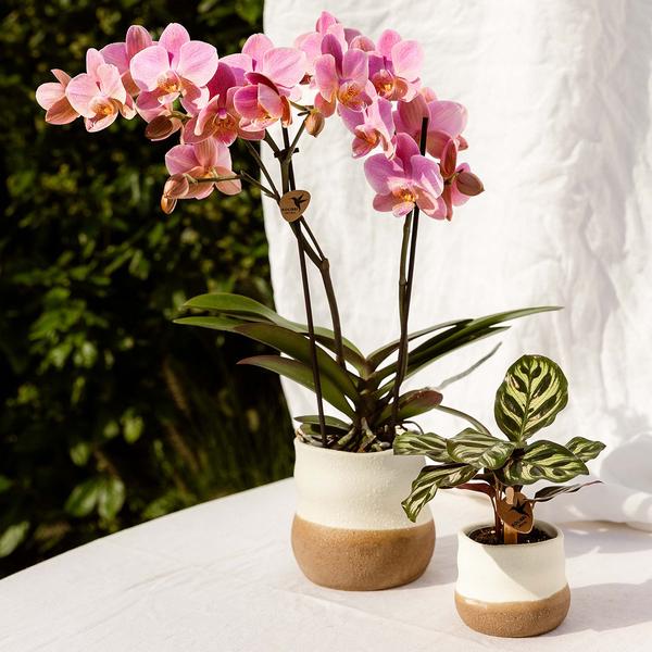 Roze orchidee in pot als bloeiende kamerplant voor binnen met stijlvolle uitstraling