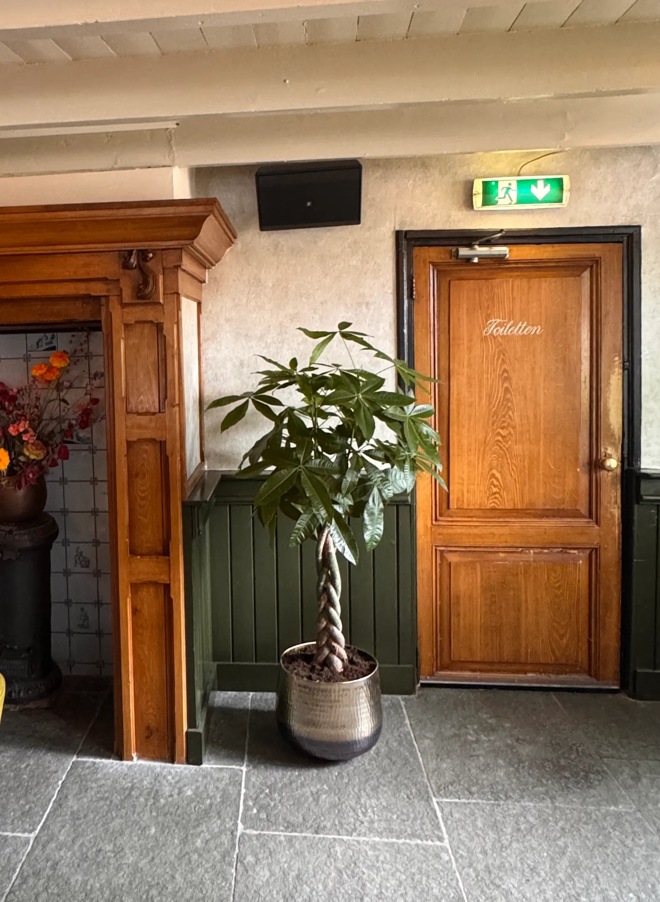 Pachira in een lichte grote bloempot in een warme binnenruimte