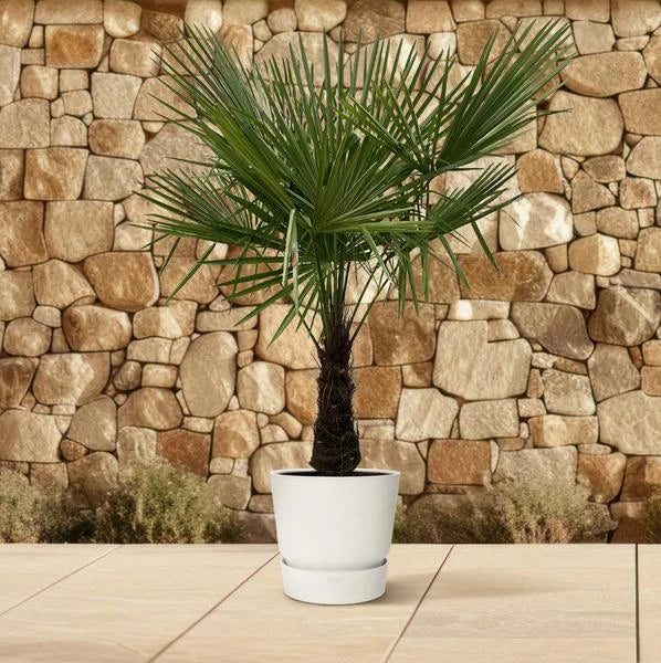Palmboom in pot op terras, ideaal voor tuin en terras