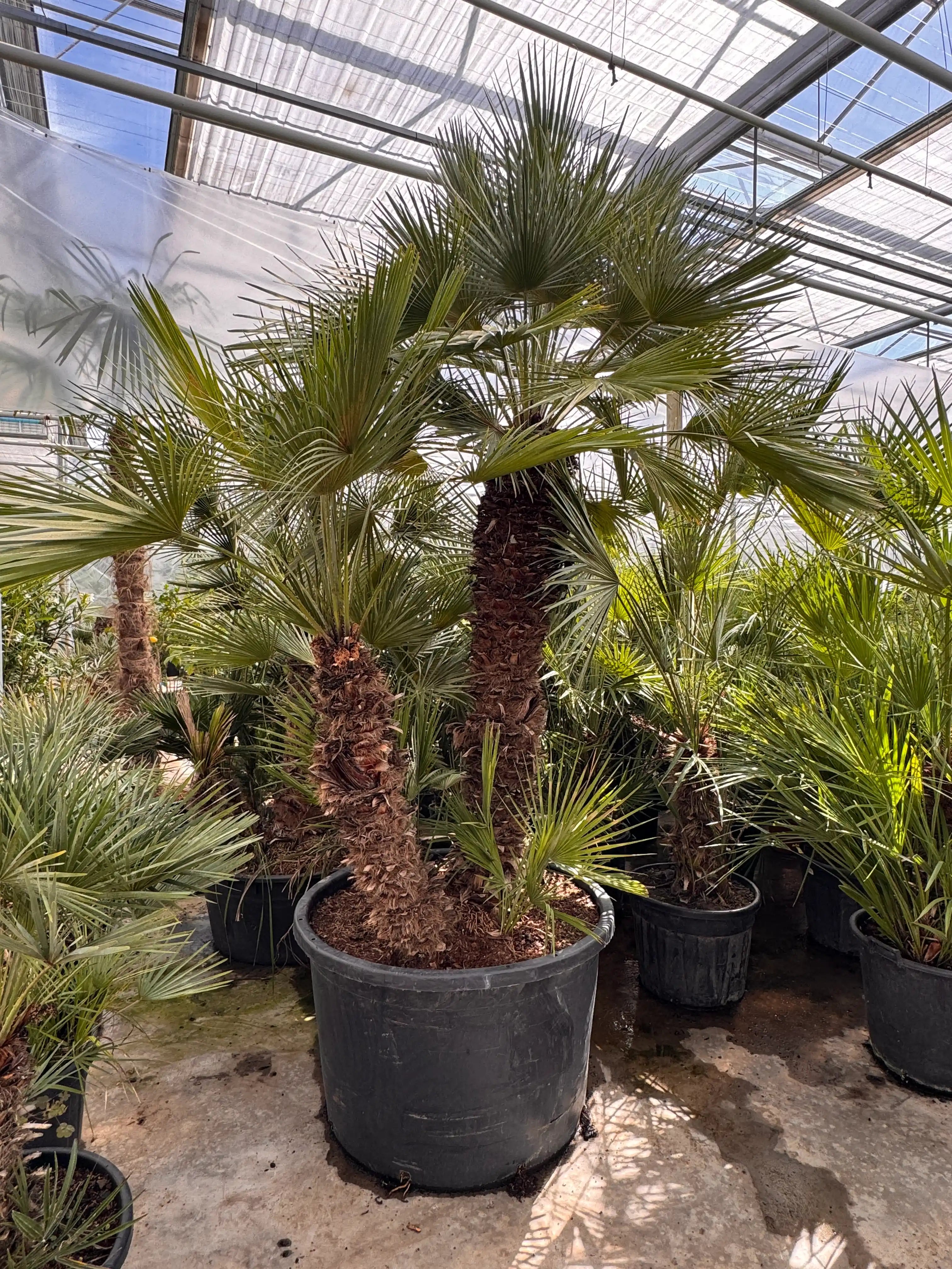 Palmboom bij de kweker in de kas – onderdeel van de palmbomen collectie