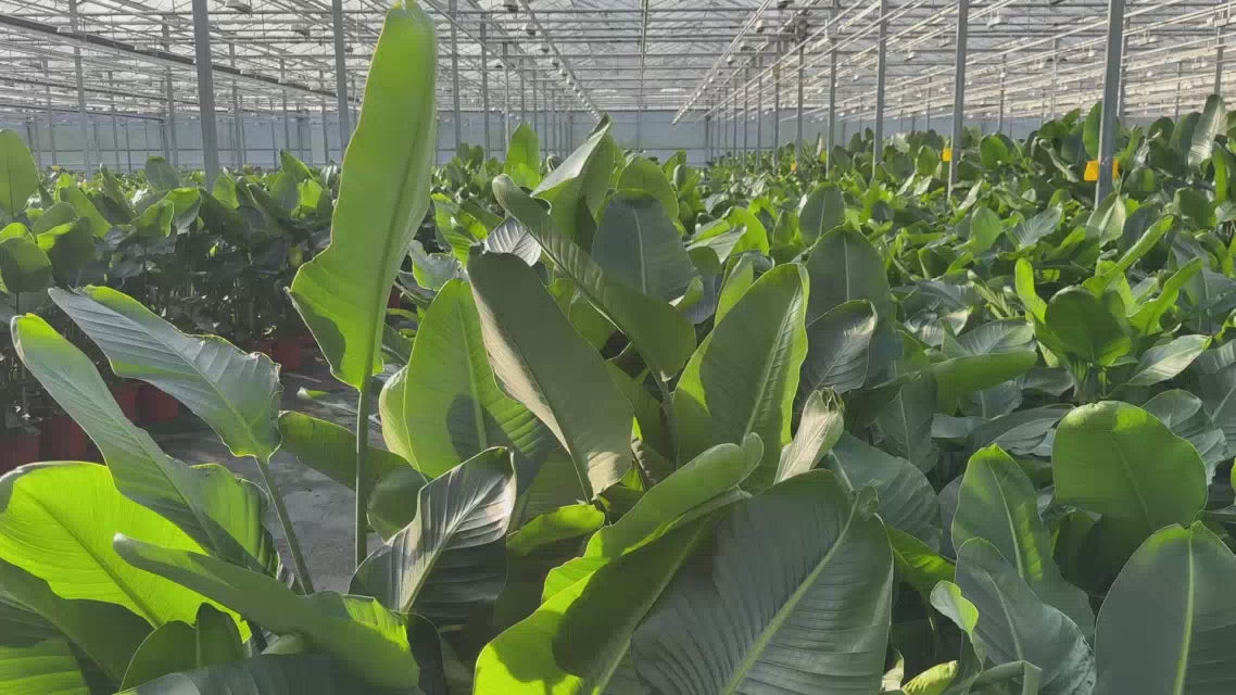 grote Strelitzia kamerplanten in de kas bij de kweker 
