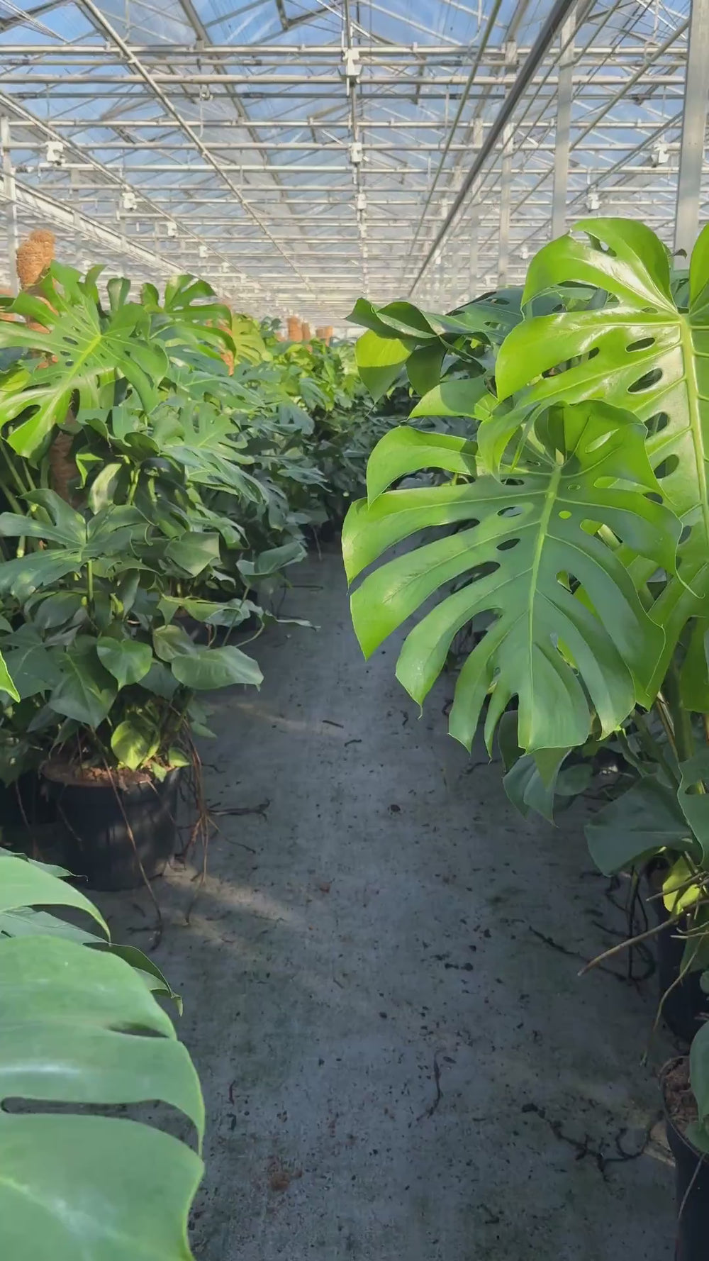Grote Monstera Kamerplanten in de kas bij een kweker