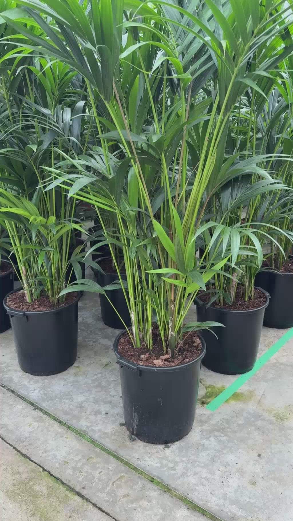 Kentia palm kamerplant bij de kweker in de kas