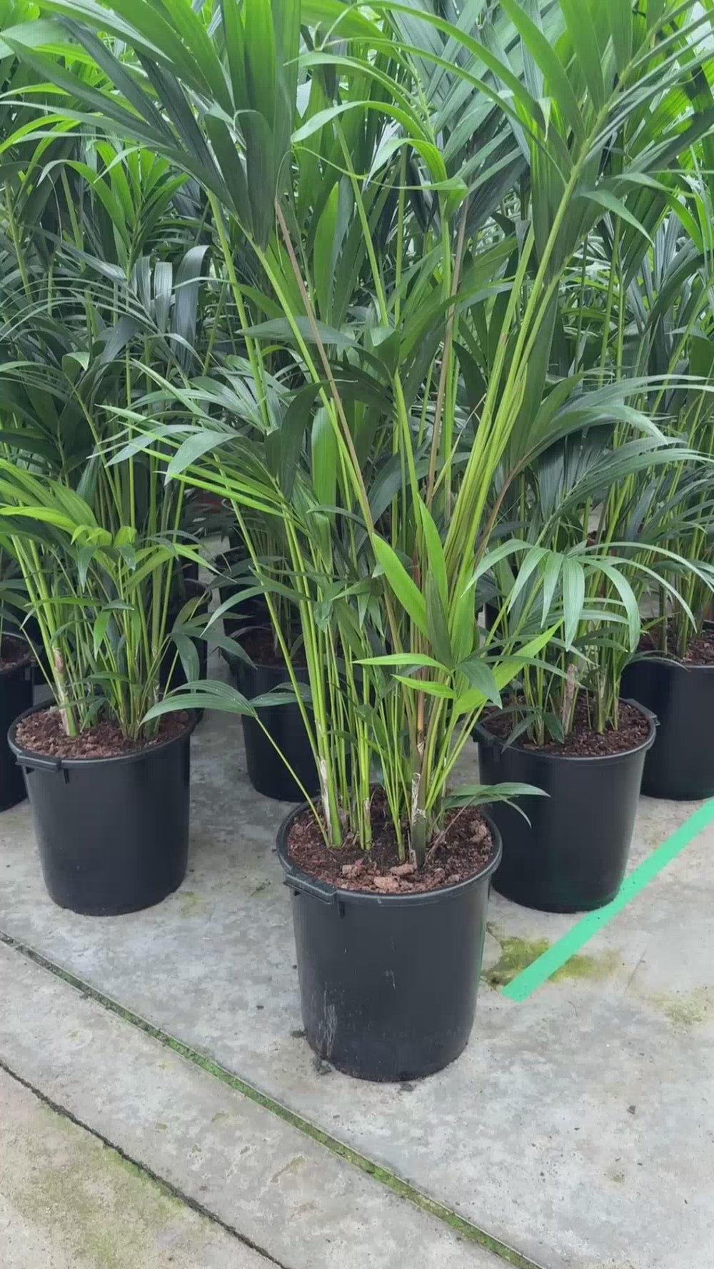 Kentia palm kamerplant bij de kweker in de kas