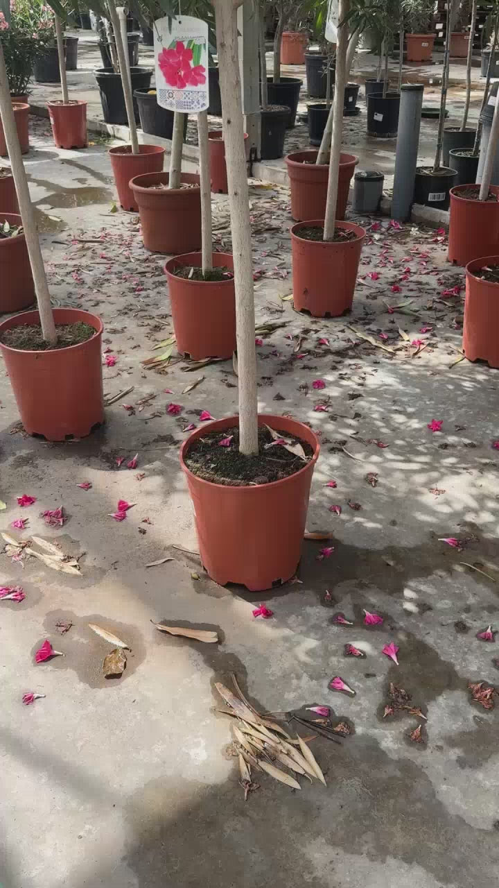 De Nerium Oleander op stam met roze bloem in bloei bij de kweker