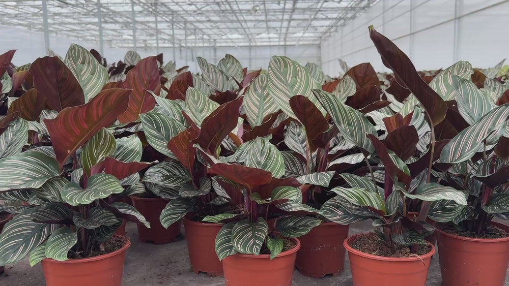 Kleine Calathea's bij kweker