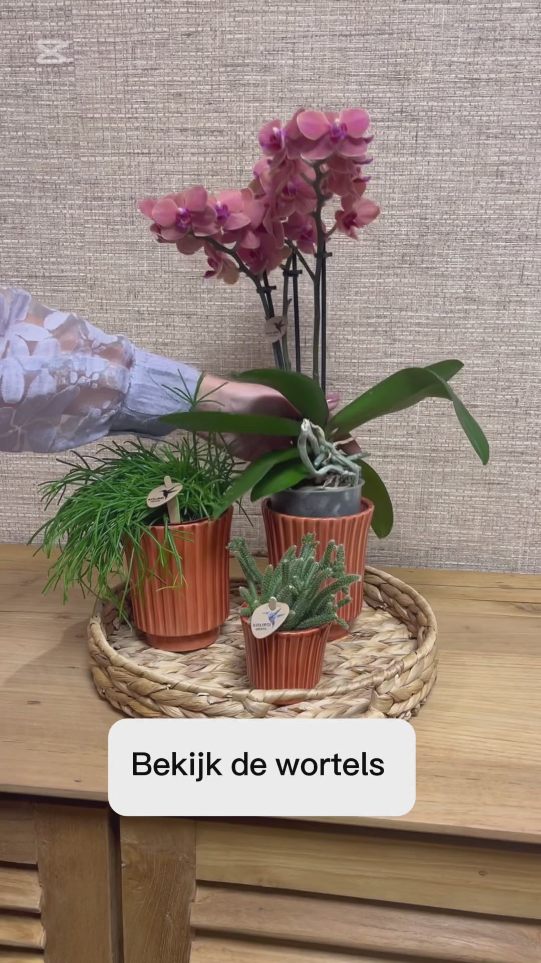 Video uitleg over hoe geef je een orchidee water