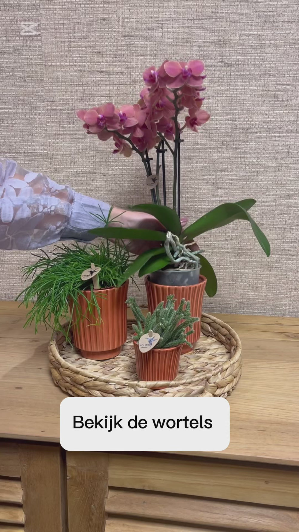 Video uitleg over hoe geef je een orchidee water