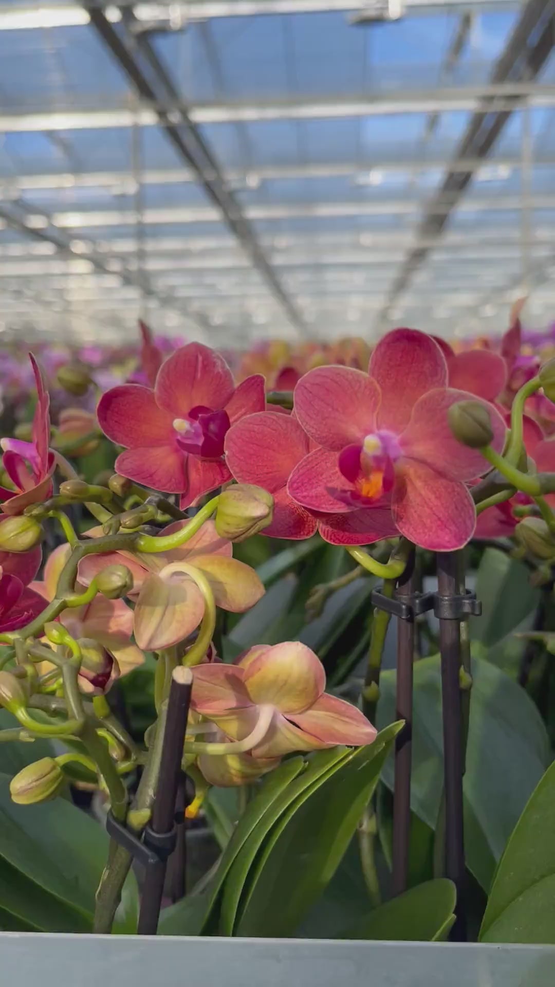 Orchideeën in bloei bij de kweker