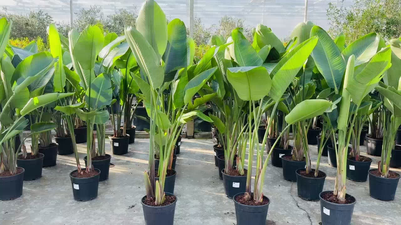 strelitzia planten bij kweker in kas met grote groene bladeren