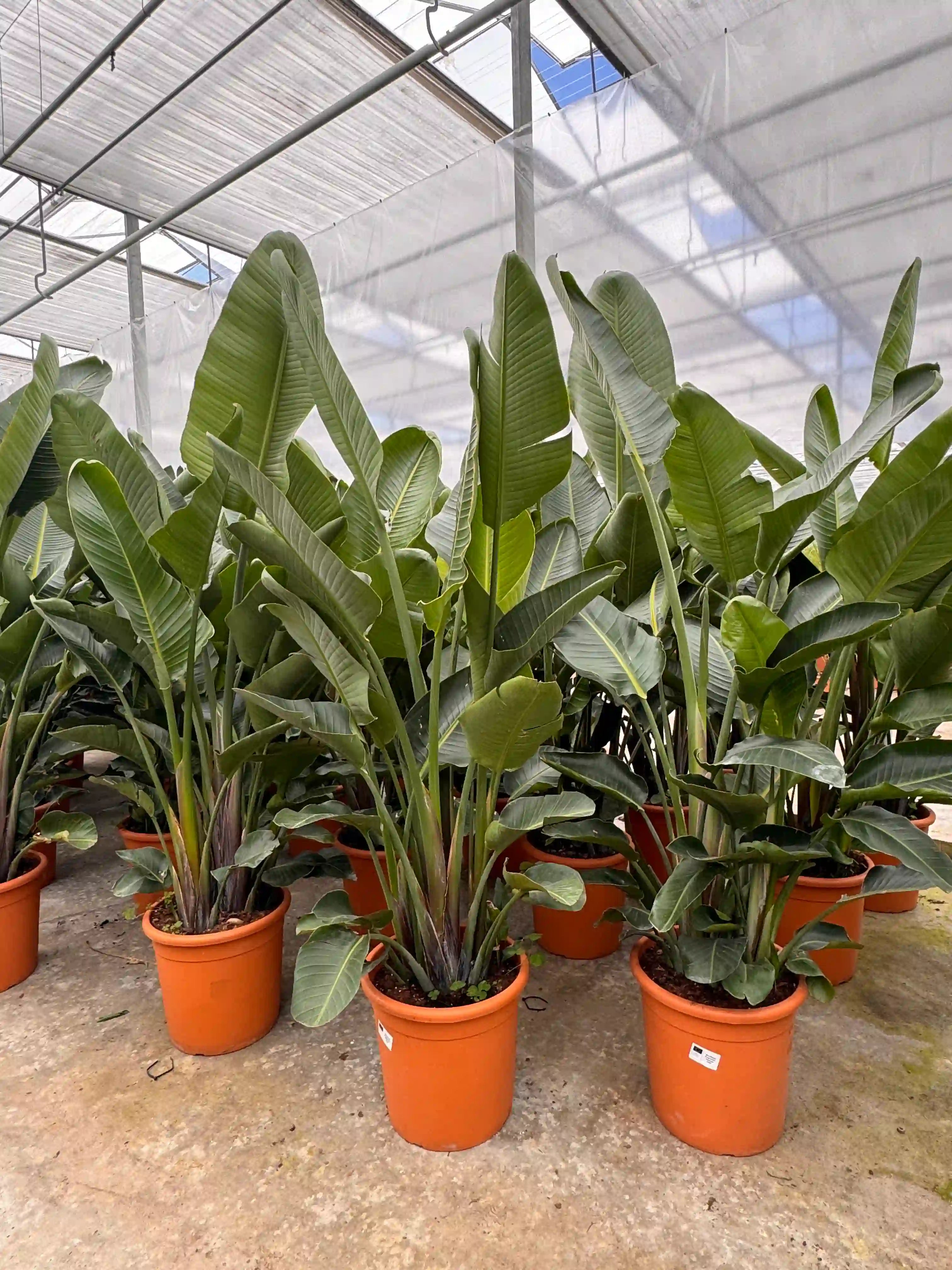 Strelitzia kamerplant bij kweker in de kas