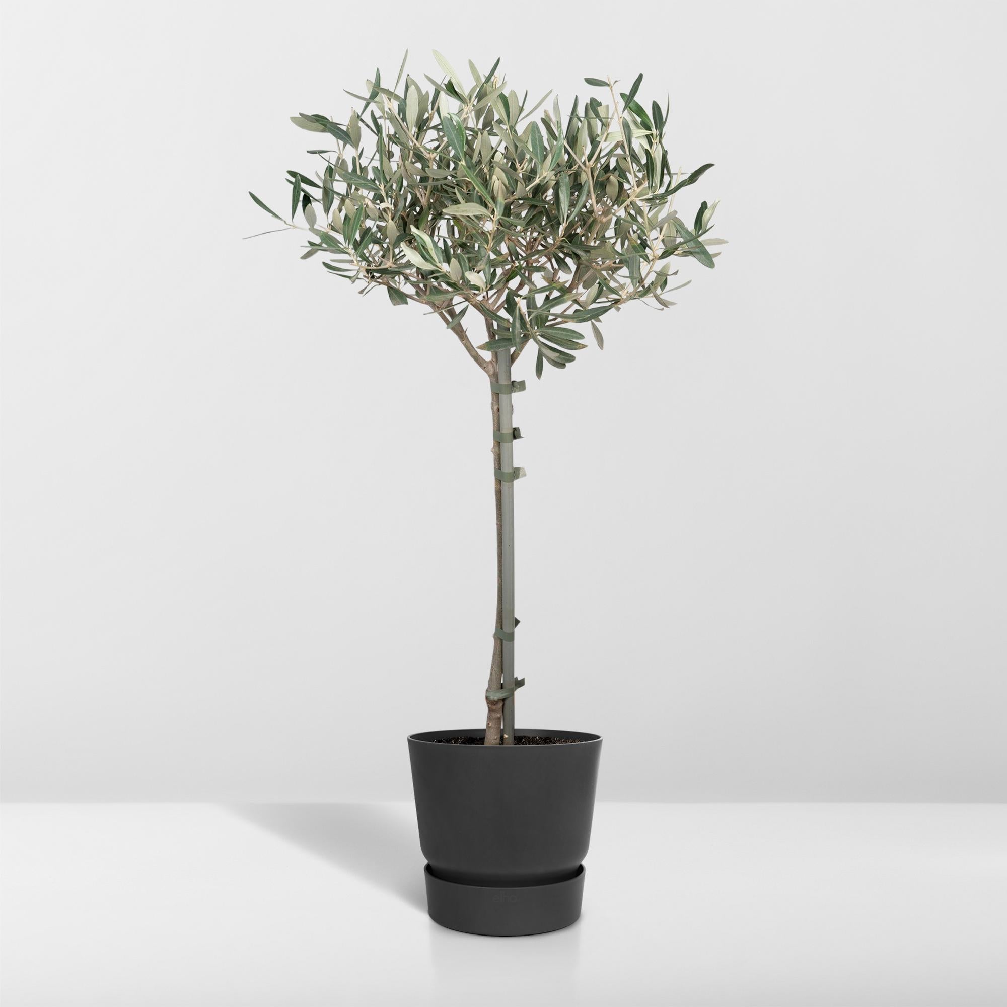 Olea Europaea op stam I 90 cm - ø19 cm