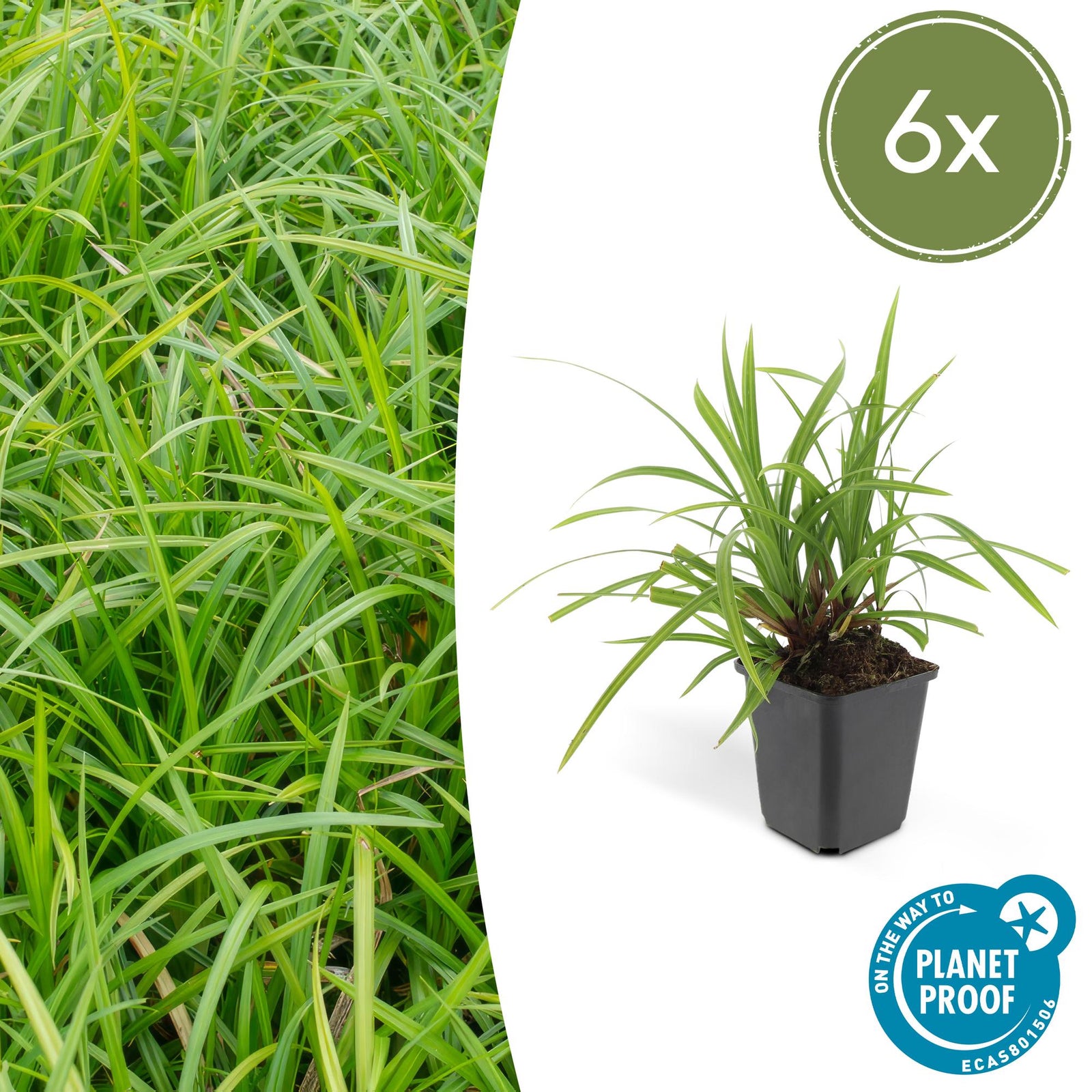 Carex morrowii 'Irish Green' | Wintergroen siergras Ø9cm - ↕10-25cm