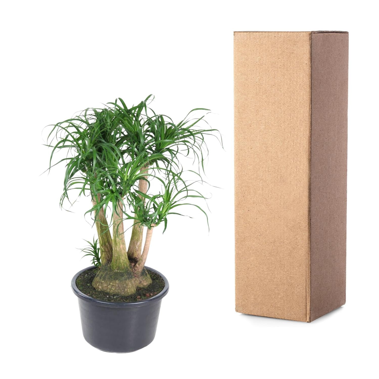 Beaucarnea vertakt - 110 cm - ø41