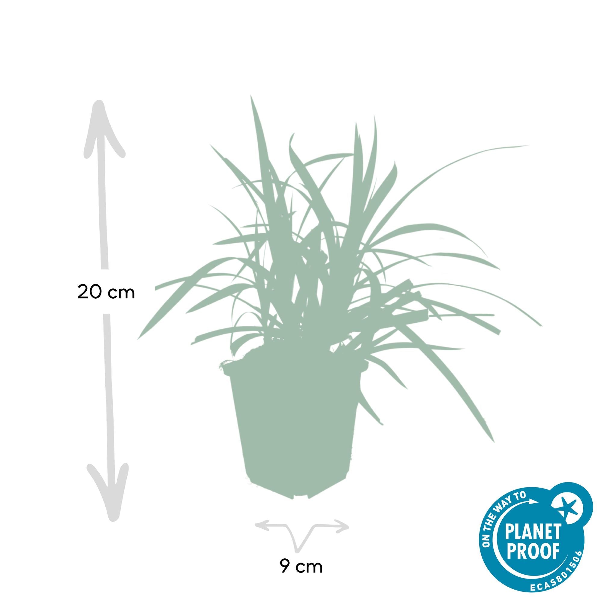 Carex morrowii 'Irish Green' | Wintergroen siergras Ø9cm - ↕10-25cm