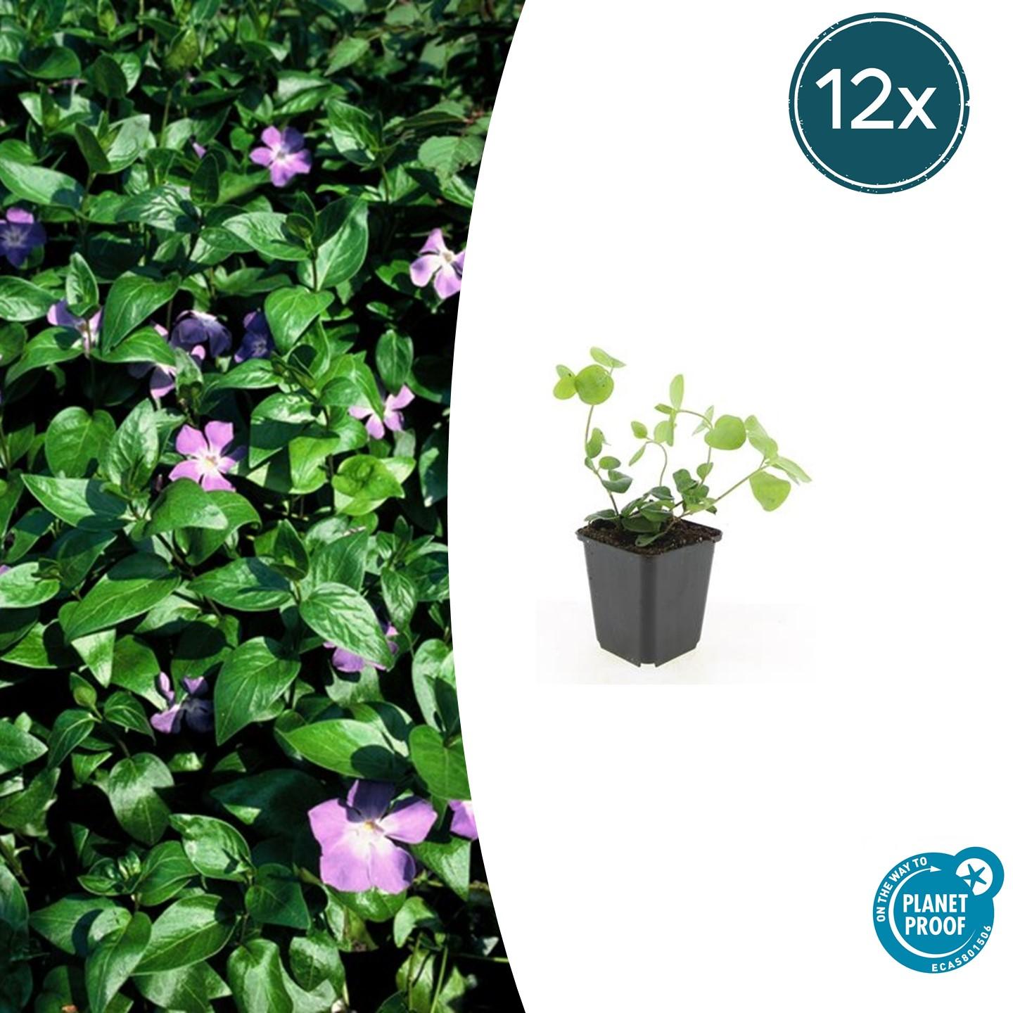 Vinca major |  prachtige paarse bloemen - ↕10-25cm - Ø9cm