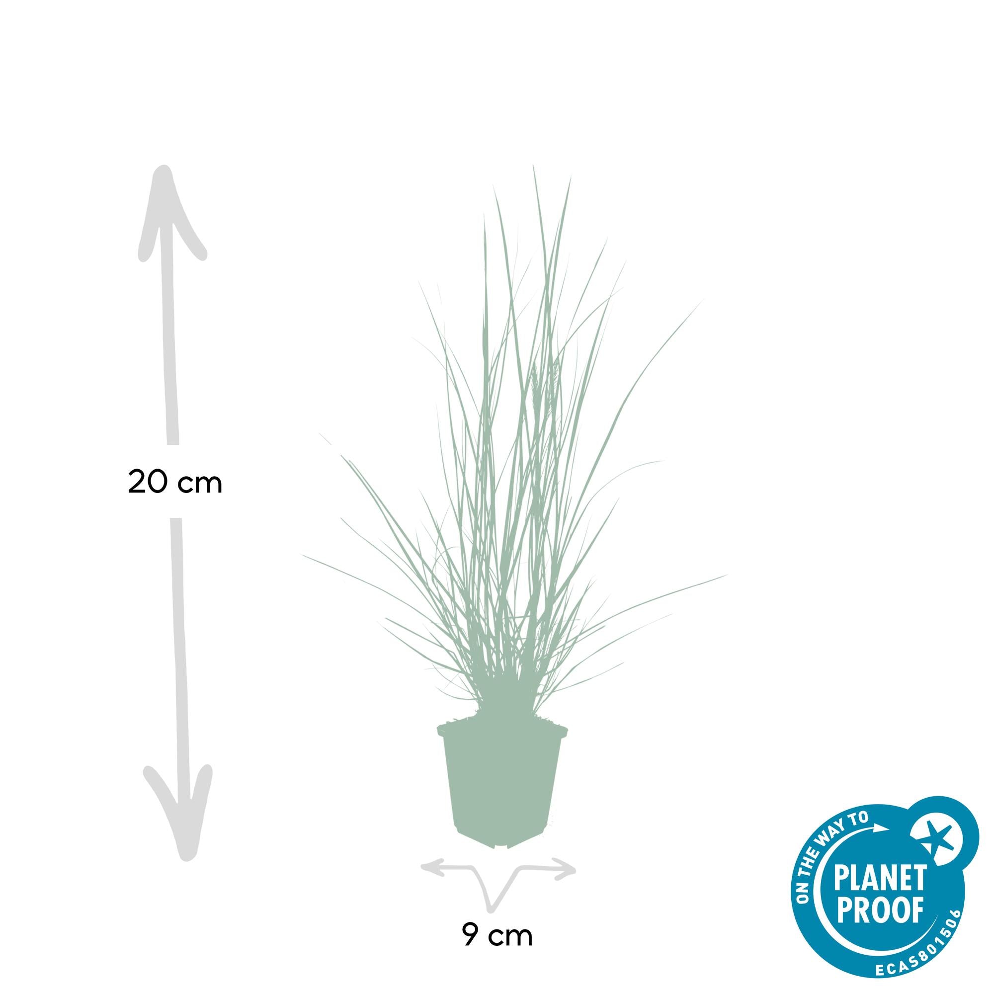 Pennisetum alopecuroides 'Hameln' | Diverse sets siergrassen - Ø 9 cm - ↕ 10-25 cm