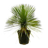 Yucca Rostrata op stam | 70 cm – Ø27 cm – Compacte woestijnlook